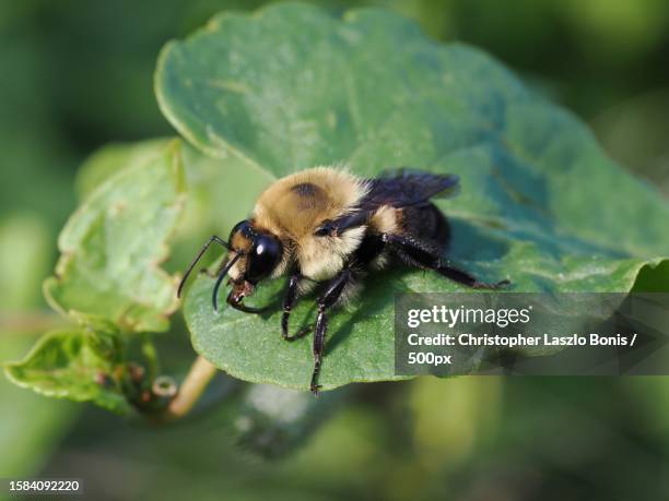 close-up of bee on leaf,wellesley,massachusetts,united states,usa - royal jelly stock pictures, royalty-free photos & images