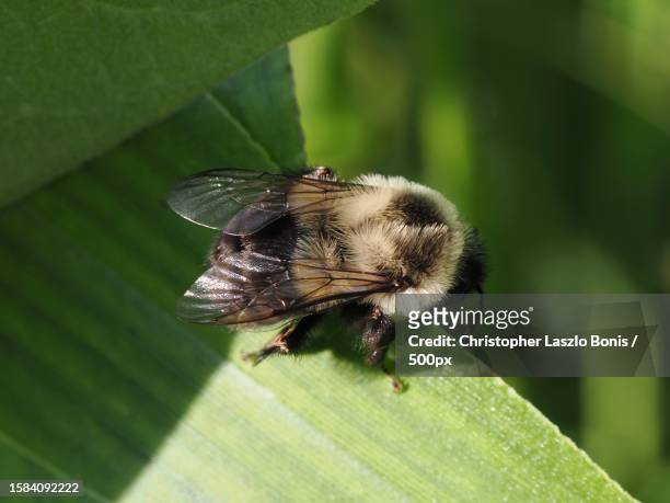 close-up of fly on leaf,wellesley,massachusetts,united states,usa - royal jelly stock pictures, royalty-free photos & images