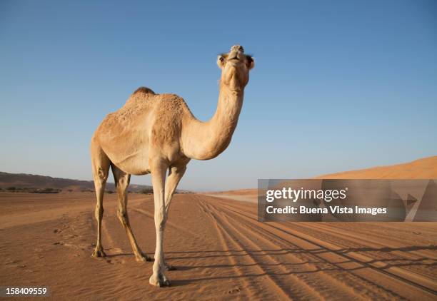 a camel (camelus dromedarius) in a desert - chameau photos et images de collection