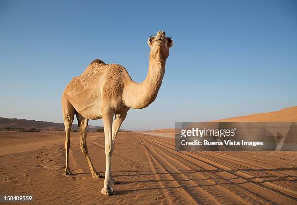 a camel (camelus dromedarius) in a desert - dromedary camel bildbanksfoton och bilder