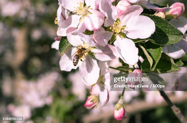 close-up of pink cherry blossoms in spring - maya the bee - fotografias e filmes do acervo