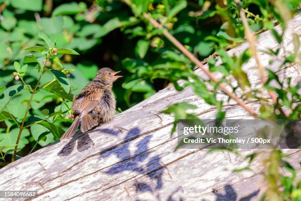 close-up of songpasserine bird perching on tree,derbyshire,united kingdom,uk - prunellidae stock pictures, royalty-free photos & images