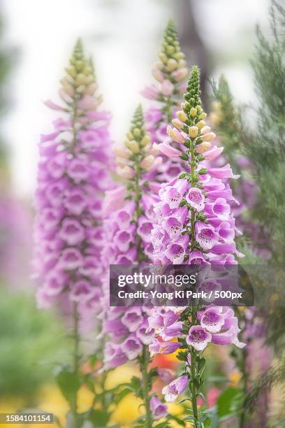 close-up of purple flowering plants on field - foxglove stock pictures, royalty-free photos & images