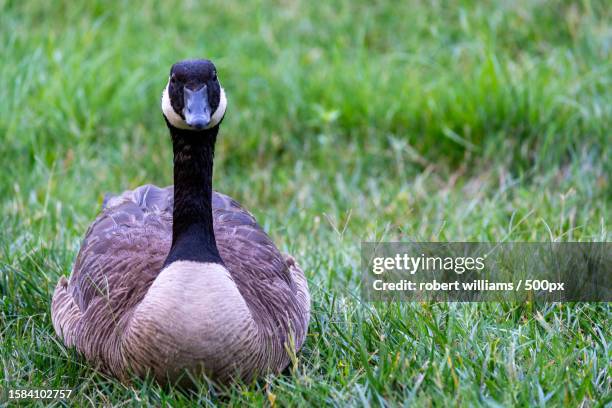 close-up of goose on field,durham,north carolina,united states,usa - durham north carolina stock pictures, royalty-free photos & images