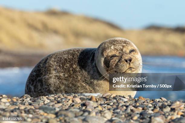 close-up of seal on rock at beach - knubbsäl bildbanksfoton och bilder