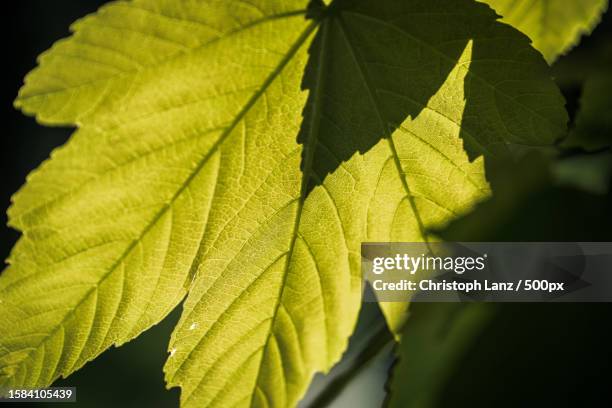 close-up of green leaves - beauty blatt stock pictures, royalty-free photos & images