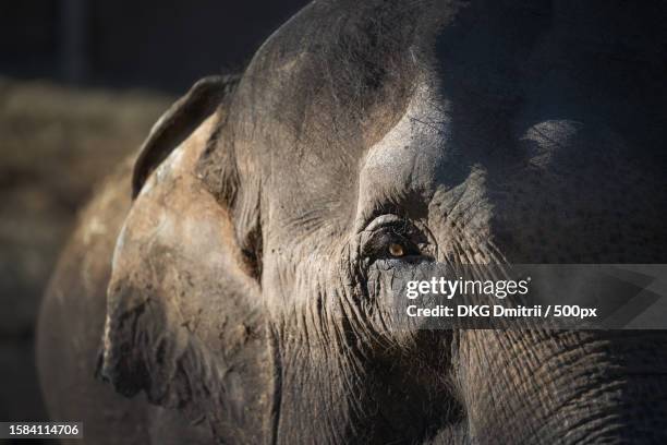 close-up portrait of indian asian elephant - elephant eyes stock pictures, royalty-free photos & images