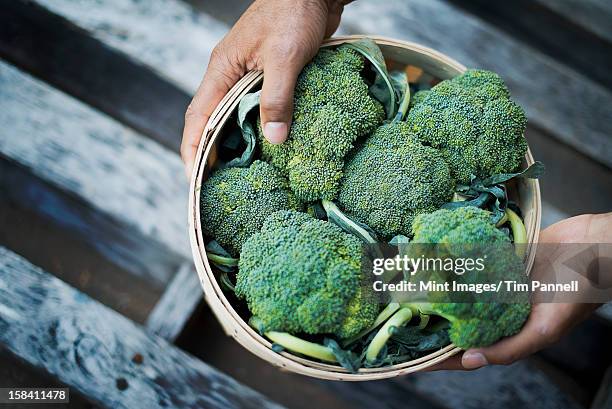 organic broccoli just harvested - broccoli stock pictures, royalty-free photos & images