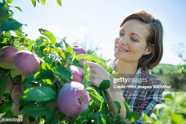 a woman in a plaid shirt picking apples from a laden branch of a fruit tree in the orchard at an organic fruit farm. - fruit laden trees 個照片及圖片檔