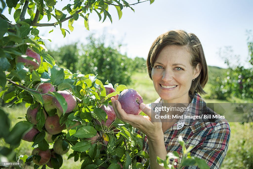 A woman in a plaid shirt picking apples from a laden bough of a fruit tree in the orchard at an organic fruit farm.