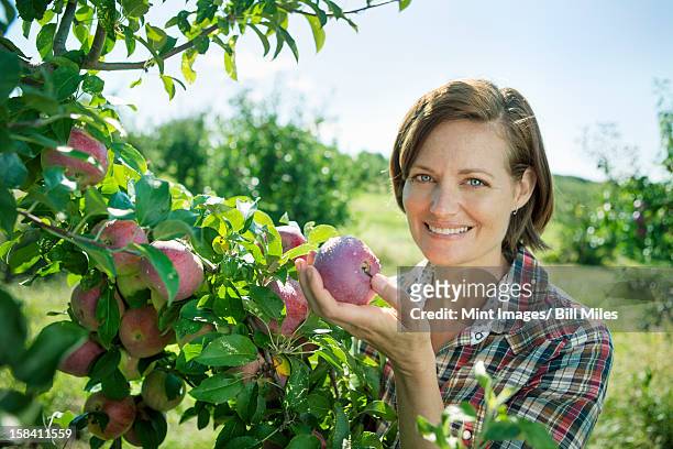 a woman in a plaid shirt picking apples from a laden bough of a fruit tree in the orchard at an organic fruit farm. - fruit laden trees 個照片及圖片檔