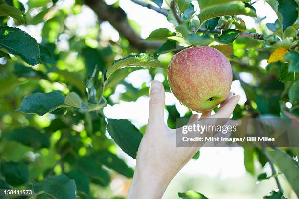 a woman's hand reaching for a fresh apple for picking, in the orchard at an organic fruit farm.  - apple picking stockfoto's en -beelden