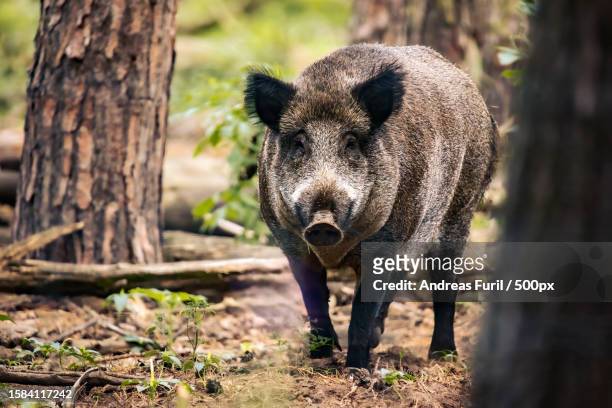 portrait of wild boar standing on field - boar tusk stock pictures, royalty-free photos & images