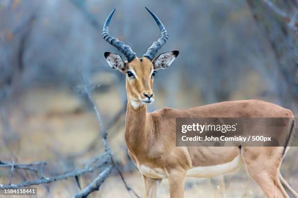 portrait of deer standing on field - impala stock pictures, royalty-free photos & images