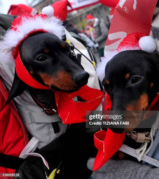 Two dogs wearing Santa Claus hats are carried by people taking part in a Santa Claus themed race in downtown Milan on December 16, 2012. AFP PHOTO /...