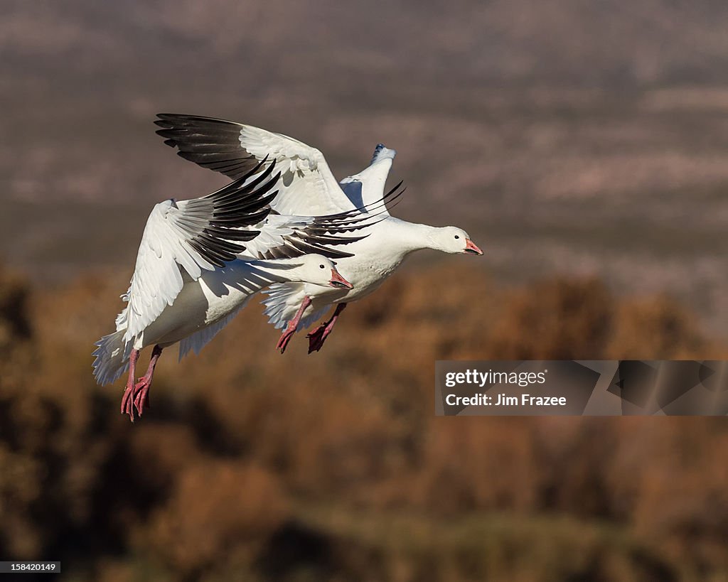 Landing Snow Geese - Chen caerulescens