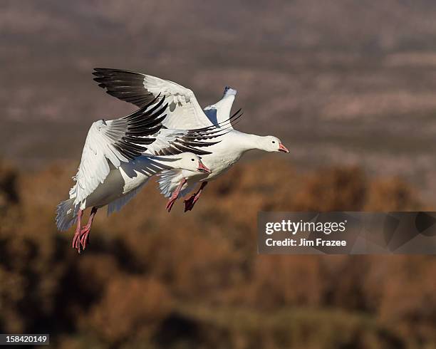 Landing Snow Geese Chen Caerulescens, 照片檔