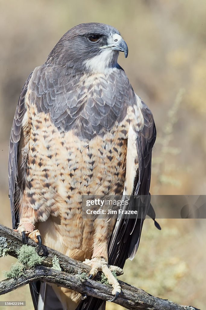 Swainson's Hawk - Buteo swainsoni