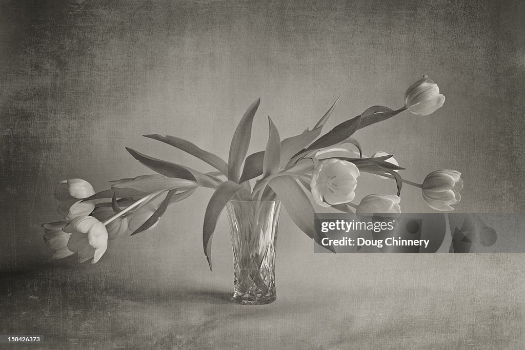 Tulips in a Vase