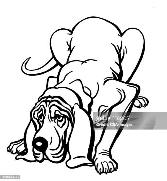 69 Bloodhound High Res Illustrations - Getty Images