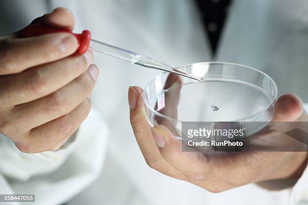 scientist dropping liquid into a petri dish - pipette stock pictures, royalty-free photos & images