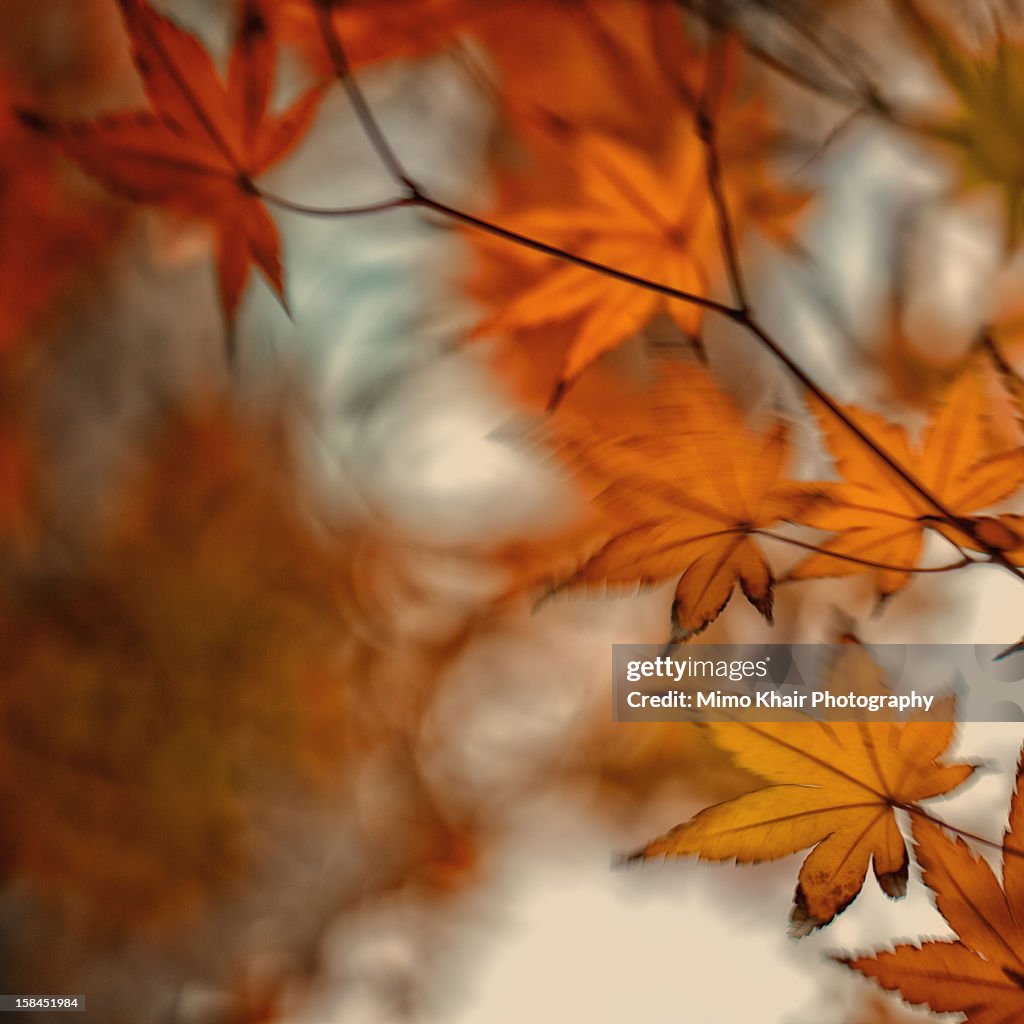 Fall leaves swaying in the wind