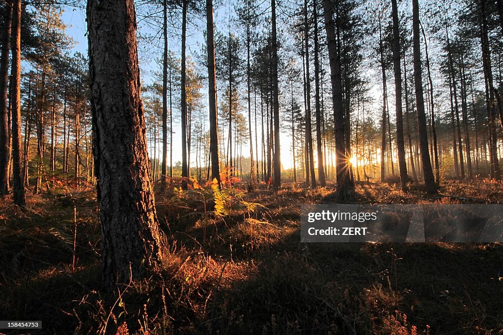 Soleil dans un bois de pin