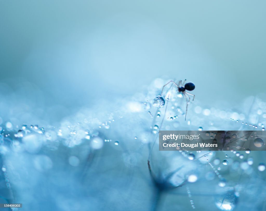 Spider climbing on dew covered web.