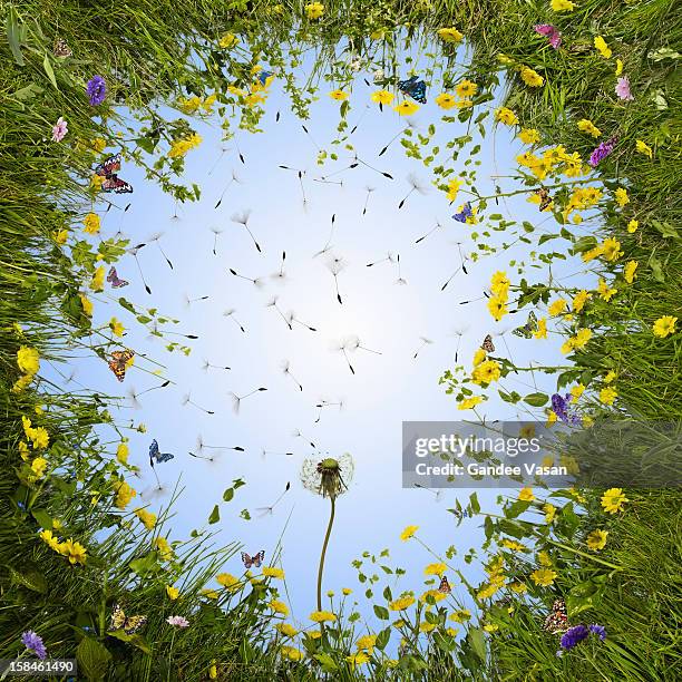dandelion meadow - wild flowers stockfoto's en -beelden
