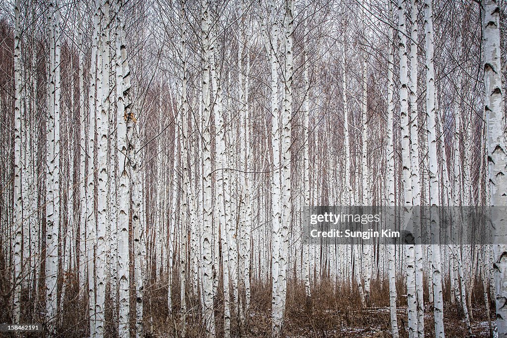 Birch tree forest