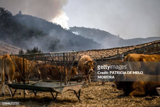 Picture shows cattle in a farm as columns of smoke rise from a wildfire in Reguengo, Portalegre district, south of Portugal, on August 8, 2023....
