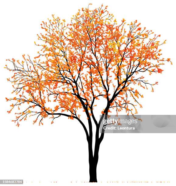 unglaublich detaillierter herbstbaum - herbst stock-grafiken, -clipart, -cartoons und -symbole