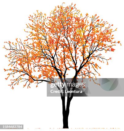 Autumn Tree Shape Incredibly Detailed Autumn Tree High-Res Vector Graphic - Getty Images