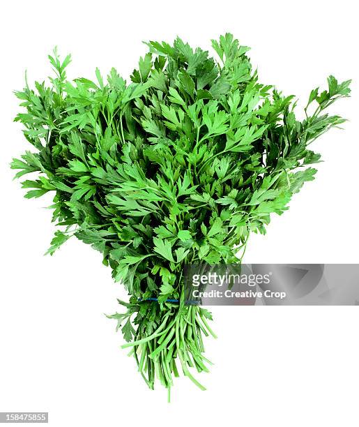 bunch of freshly cut flat leaf parsley - curly parsley stock pictures, royalty-free photos & images
