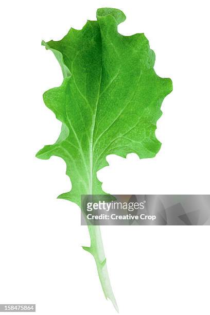 fresh single leaf of lettuce - lettuce stock pictures, royalty-free photos & images