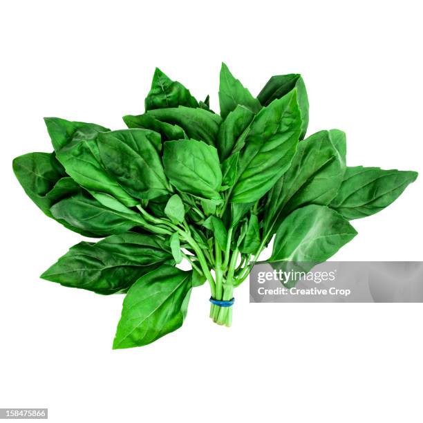 bunch of fresh basil - basil stock pictures, royalty-free photos & images