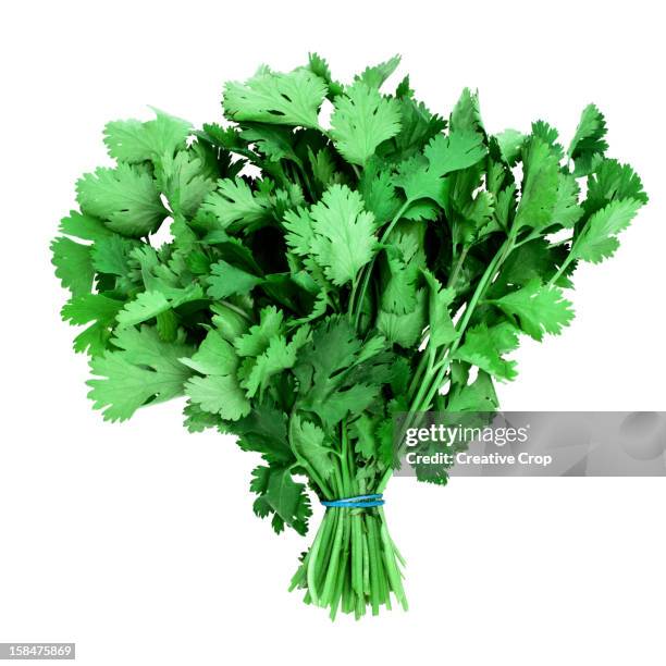 bunch of fresh coriander, on white background - koriander stockfoto's en -beelden