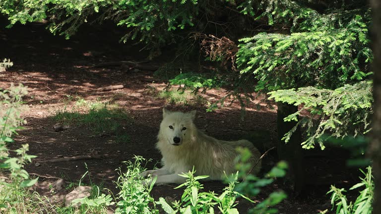 Wolves Parvo 37 Canine Parvovirus Stock Videos, Footage, & 4K Video Clips - Getty Images