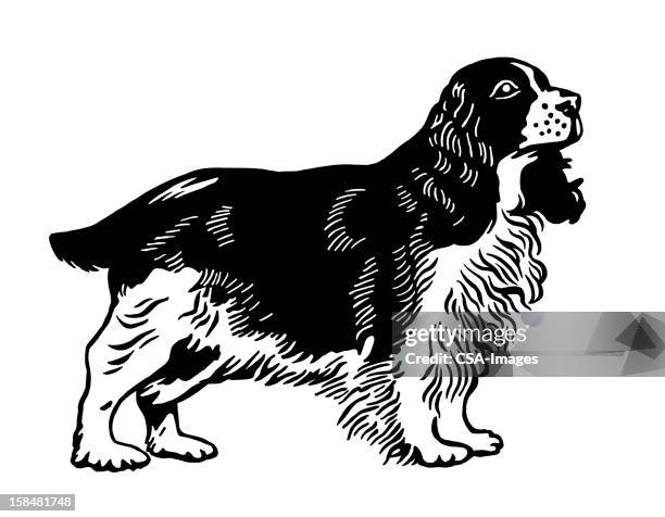 english springer spaniel dog - english springer spaniel stock illustrations