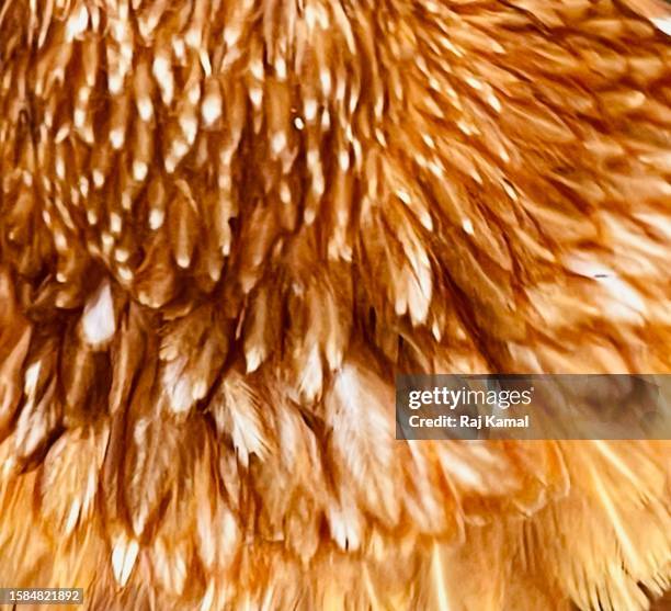 Rooster Rudy Texture Rooster Feather Texture Photos and Premium High Res Pictures - Getty Images