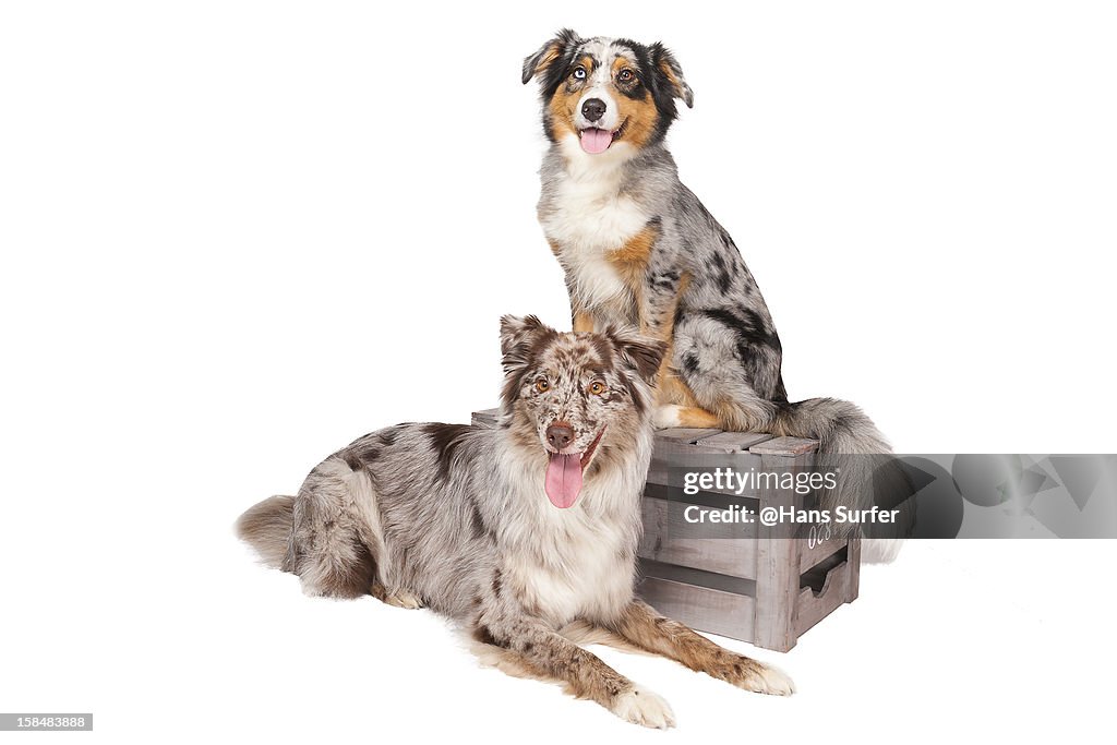 2 Australian Shepherds smiling!