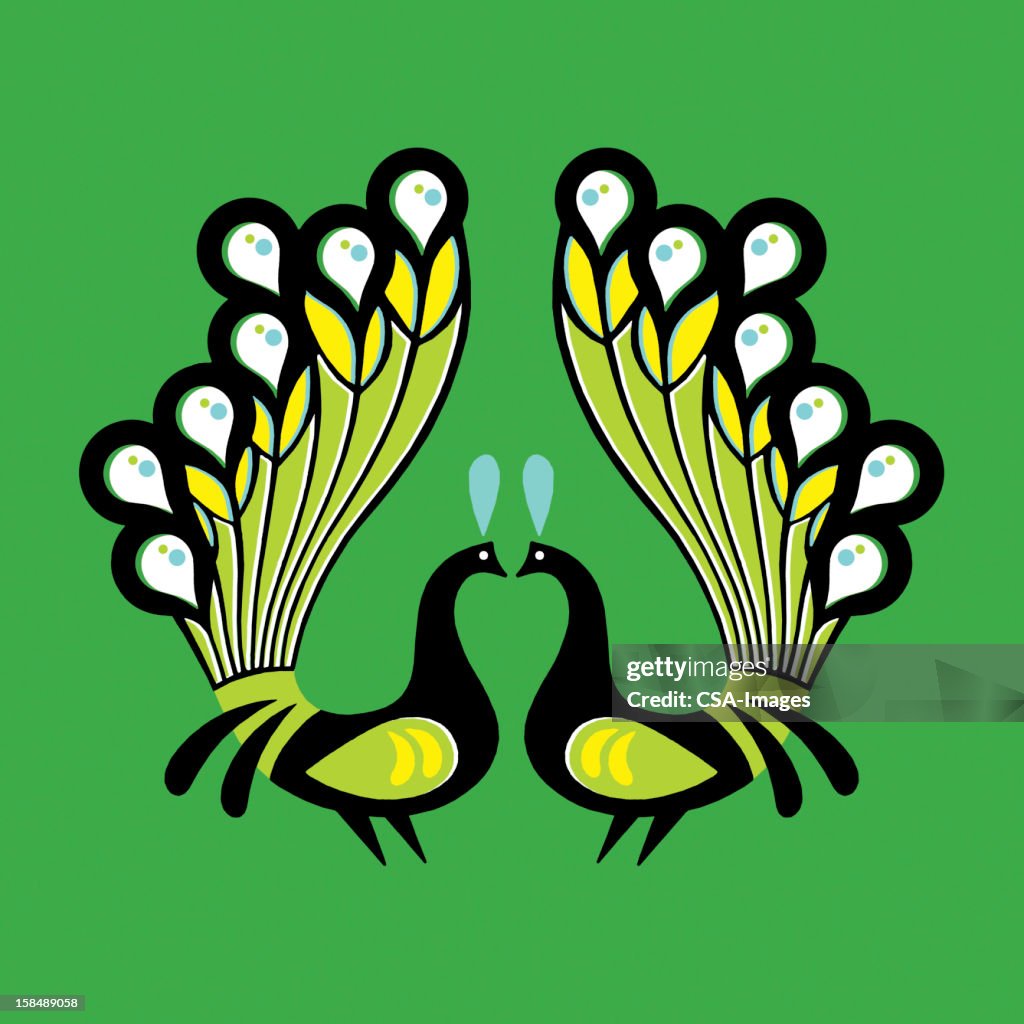 Two Peacocks