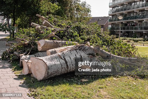 felled trees and branches lie outside on a lawn