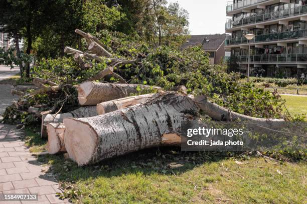 felled trees and branches lie outside on a lawn - fallen tree stock pictures, royalty-free photos & images
