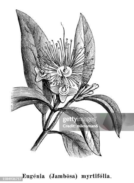 old engraved illustration of botany - eugenia (eugenia myrtifolia), a genus of flowering plants in the myrtle family myrtaceae, has a worldwide, although highly uneven, distribution in tropical and subtropical regions - true myrtle stock pictures, royalty-free photos & images