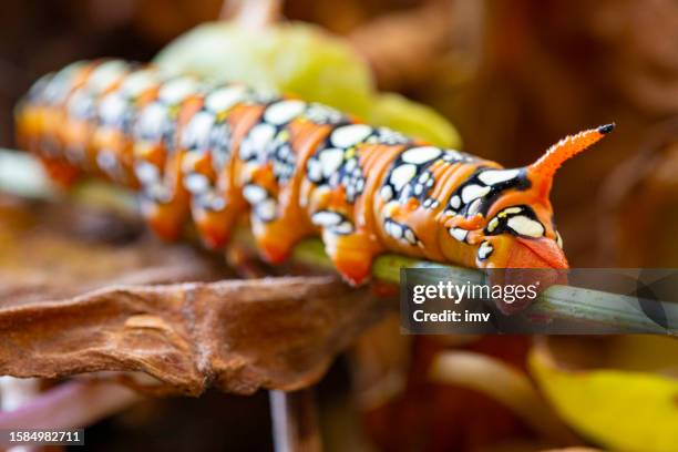 hyles euphorbiae caterpillar - spurge hawk-moth - hawk moth bildbanksfoton och bilder