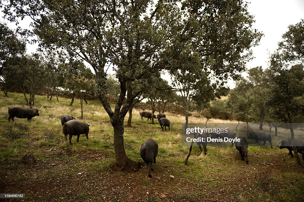 Spanish Jamon Iberico Industry Prepares For Busy Christmas Period