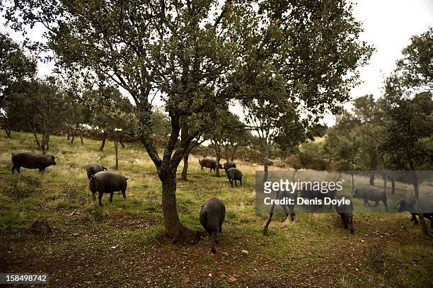 Iberian Pigs feed on fallen acorns at the farm of Faustino Prieto in the village of Cespedosa on December 14, 2012 near Salamanca, Spain. Dry-cured...