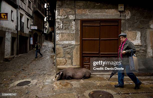 An Iberian pig rests near villagers in La Alberca on December 14, 2012 near Salamanca, Spain. The pig is free to roam in the village until it is...