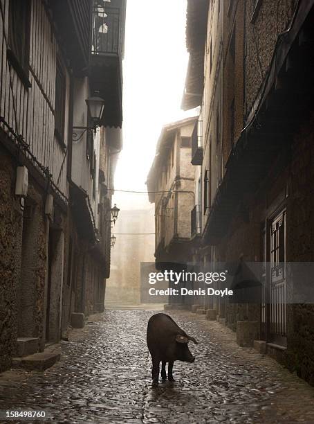 An Iberian pig walks down a street in the village of La Alberca on December 14, 2012 near Salamanca, Spain. The pig is free to roam in the village...